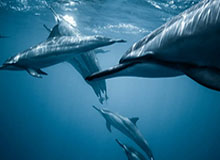 米兰体育官网：官方视角点亮球迷世界，带你同频追逐红黑激情